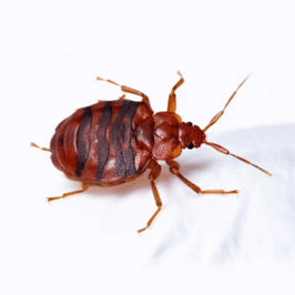 Cimex hemipterus (Tropical Bedbug)